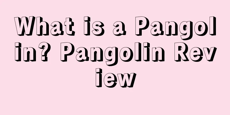 What is a Pangolin? Pangolin Review
