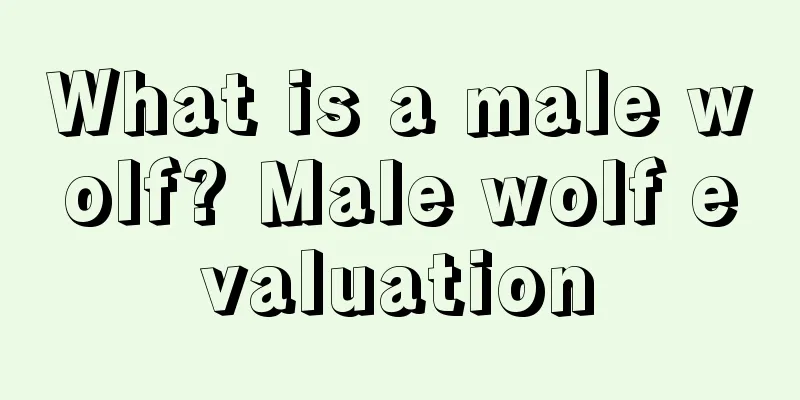 What is a male wolf? Male wolf evaluation